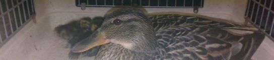 PATO 544 PATO 544
