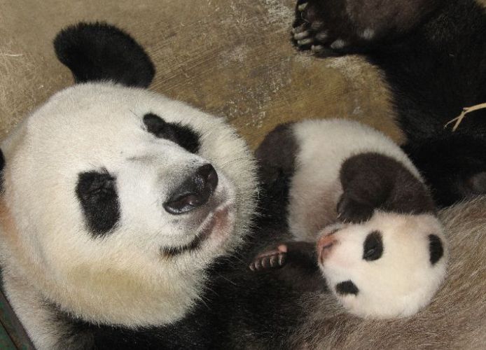 Bing Xing (el macho), de pequeño Bing Xing (el macho), de pequeño