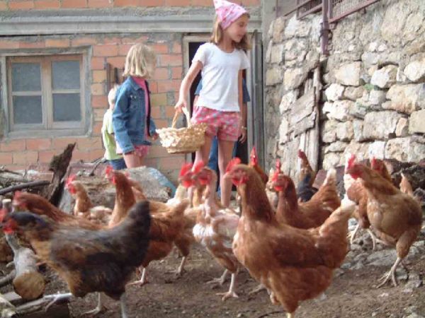 Gallinas Gallinas
