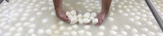 Crisis de la mozzarella en Italia