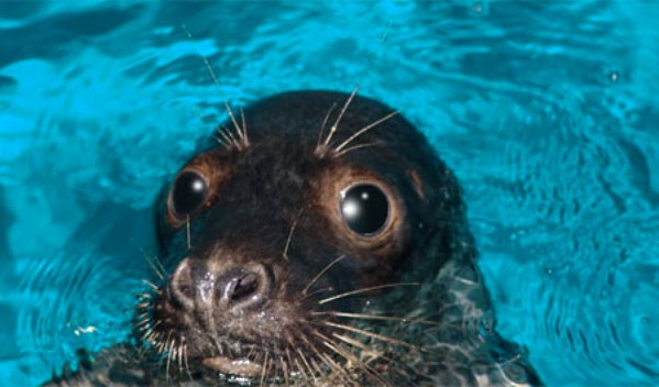 Foca Humphrey Foca Humphrey