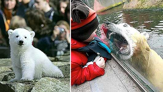 Knut, de osezno a adulto Knut, de osezno a adulto