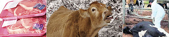 El mal de las vacas locas El mal de las vacas locas