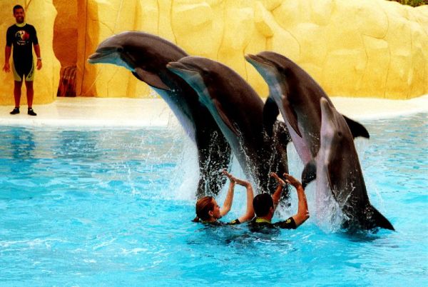 Loro Parque Loro Parque