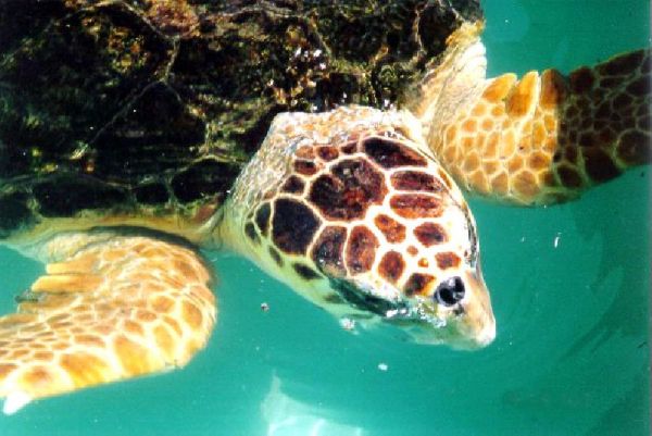 Tortuga boba Tortuga boba
