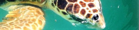 Tortuga boba