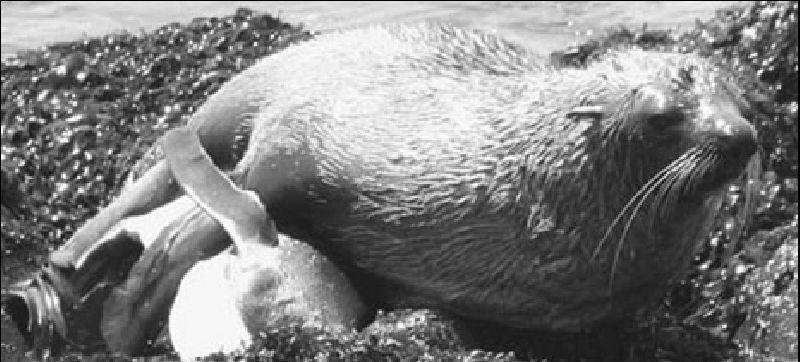 Foca copula con pingüino Foca copula con pingüino