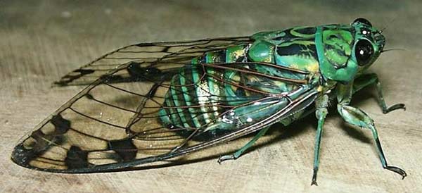 Insecto tropical Insecto tropical