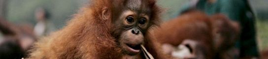 Cría de Orangután