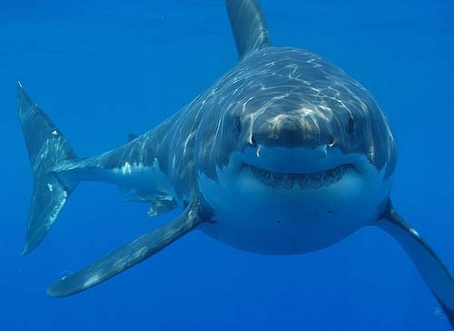 Tiburones en peligro Tiburones en peligro