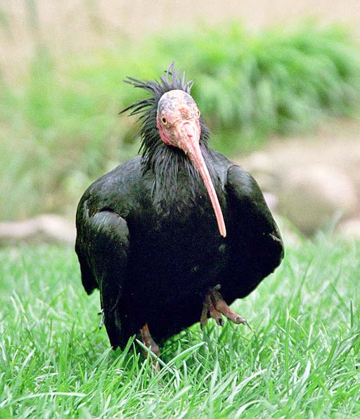 Ibis Eremita Ibis Eremita