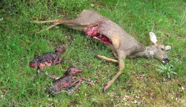 Corza abatida por un cazador furtivo Corza abatida por un cazador furtivo