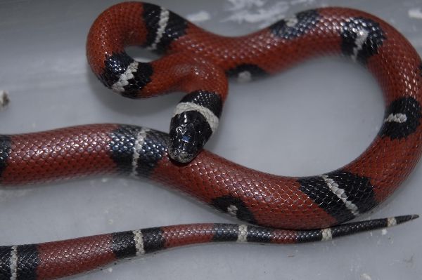 Serpiente Serpiente