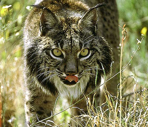 Animales en extinción. Animales en extinción.