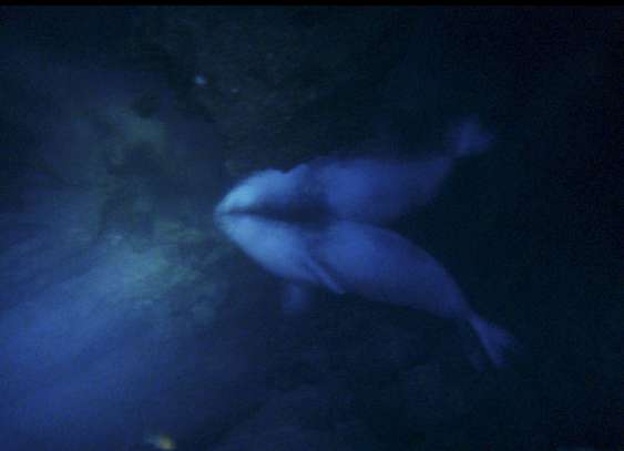 Foca monje Foca monje