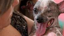 Perro más feo del mundo Perro más feo del mundo