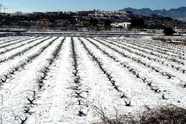 Una granizada arrasa los viñedos de El Bierzo Una granizada arrasa los viñedos de El Bierzo