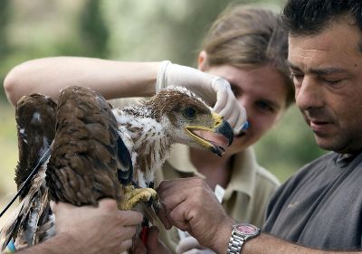 Águila imperial ibérica Águila imperial ibérica