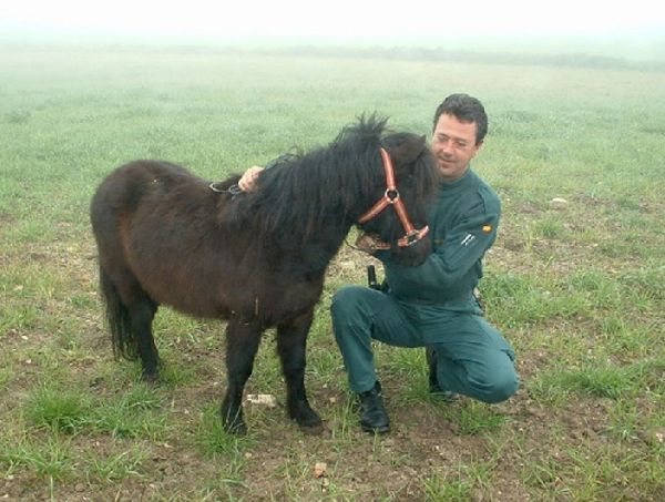 Poni Poni
