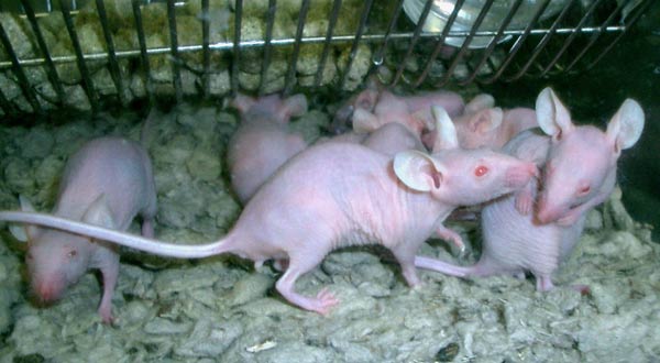 Ratas de laboratorio. Ratas de laboratorio.