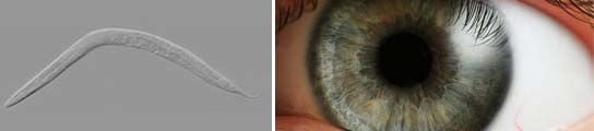 Ojos que no ven.... Ojos que no ven....