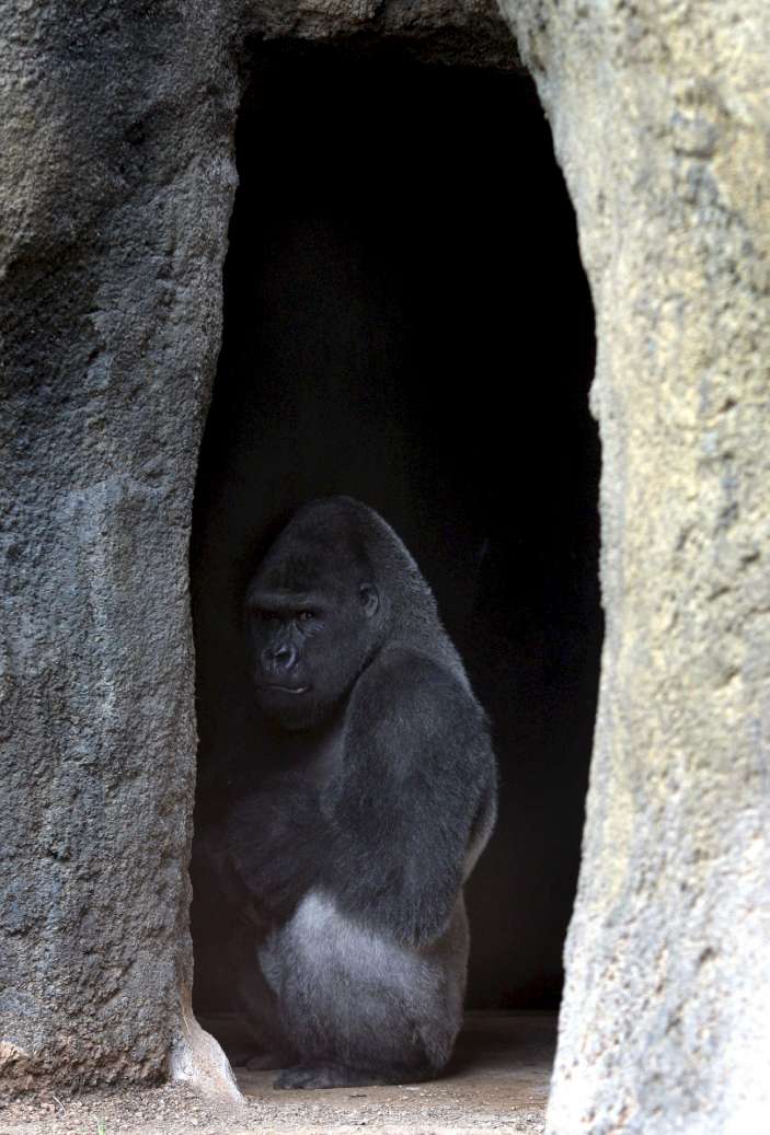 Gorilas en el Bioparc Gorilas en el Bioparc