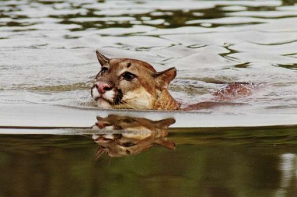 Puma Puma