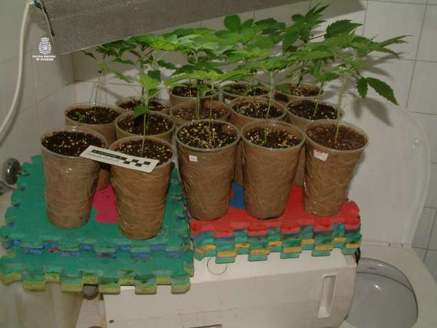 Plantas de marihuana Plantas de marihuana
