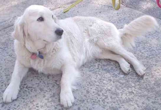 Golden Retriever Golden Retriever