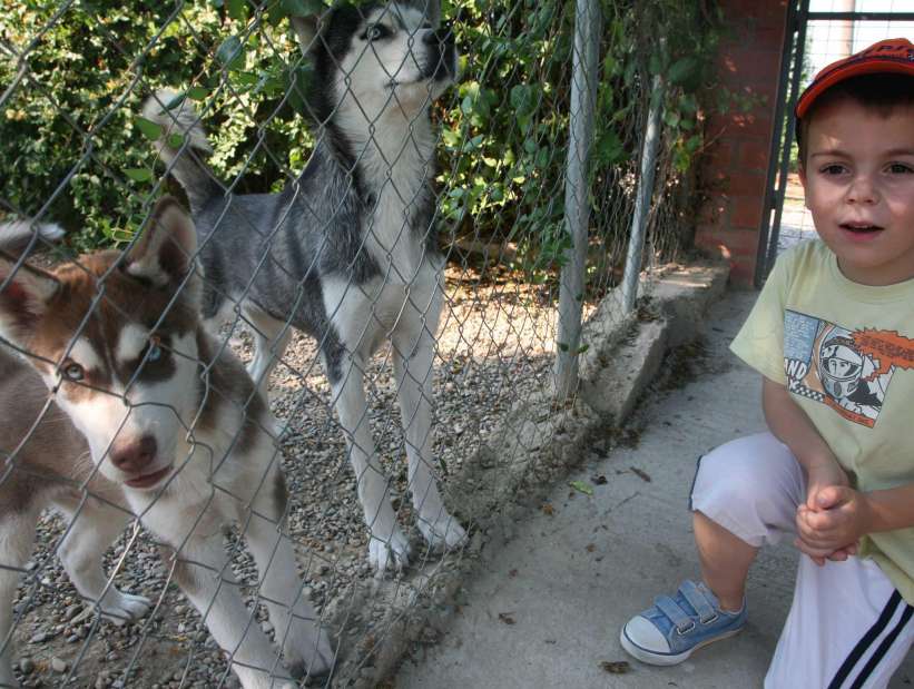 residencias caninas residencias caninas
