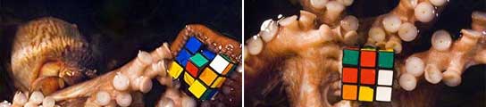 Pulpos con el cubo de Rubik