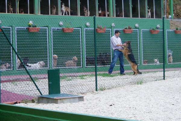 Resultado de imagen de residencias de perros