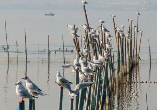 Aves en el parque natural de La Albufera Aves en el parque natural de La Albufera
