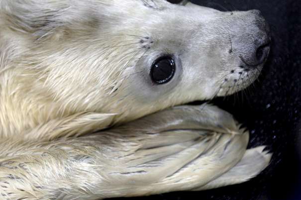 Foca Foca