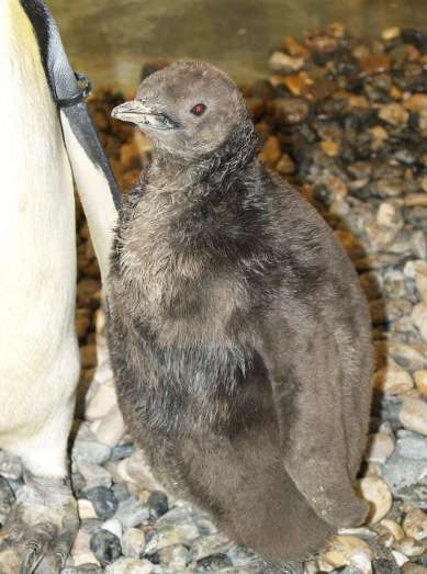 Primer pingüino rey nacido en España Primer pingüino rey nacido en España
