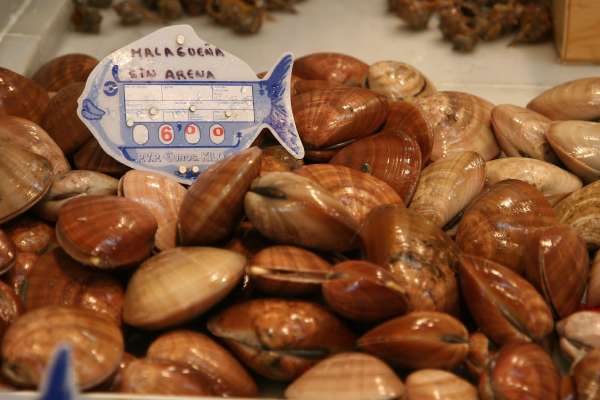 Prohíben el consumo de almejas por salmonela Prohíben el consumo de almejas por salmonela