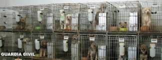 Cachorros enjaulados en el criadero. Cachorros enjaulados en el criadero.