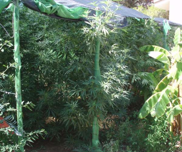 Plantas de marihuana Plantas de marihuana