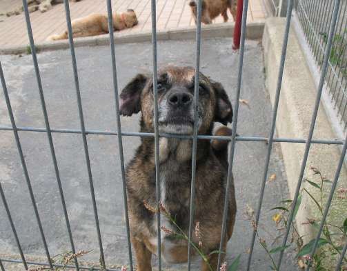 Uno de los perros abandonados Uno de los perros abandonados