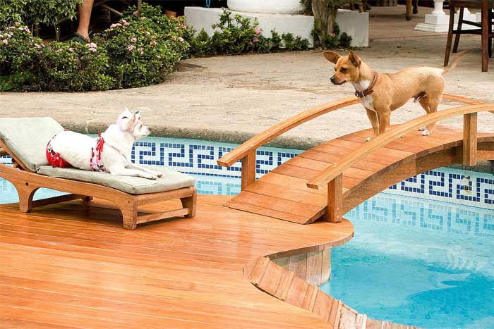 Imagen de 'Beverly Hills Chihuahua'. Imagen de 'Beverly Hills Chihuahua'.
