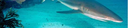 Tiburón Tiburón
