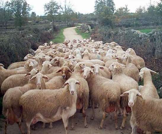 Ganado ovino Ganado ovino