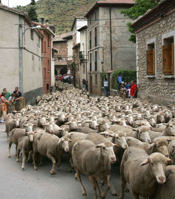 Ovejas Ovejas
