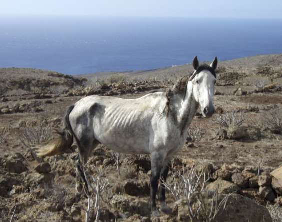 Caballos desnutridos Caballos desnutridos