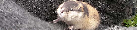 Lemming noruego Lemming noruego