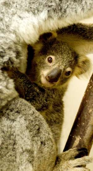 Un koala Un koala