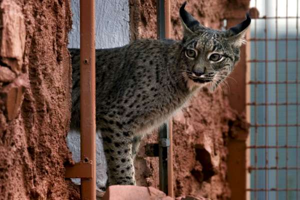 Lince ibérico Lince ibérico