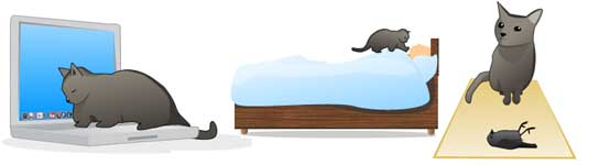 Los gatos Los gatos