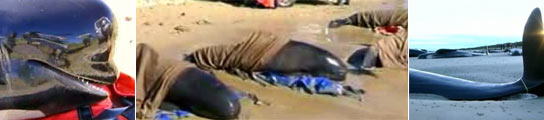 Ballenas varadas Ballenas varadas