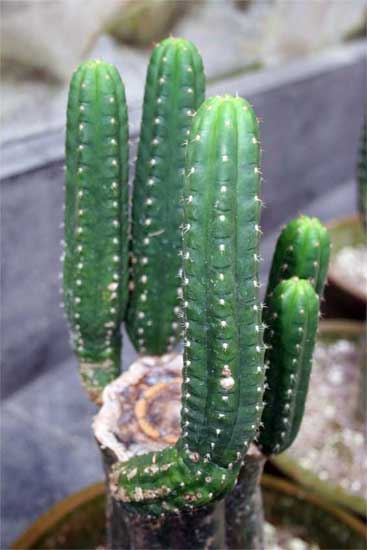 Un ejemplar de cactus de San Pedro Un ejemplar de cactus de San Pedro